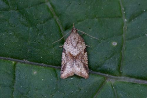 Clepsis canariensis